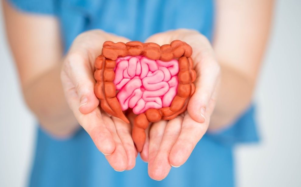 5 Rahasia Usus Sehat Imun Kuat 2026 Berbasis Sains